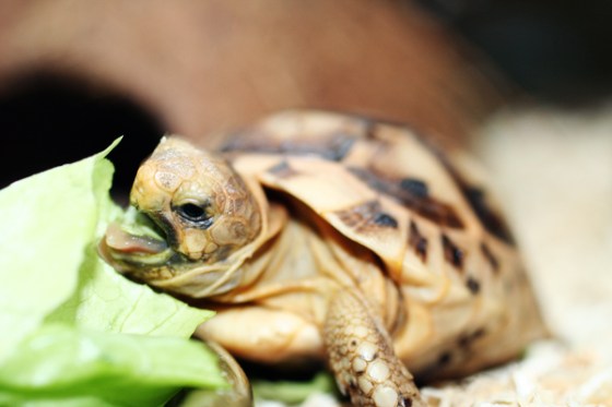 Feeding_Tortoise