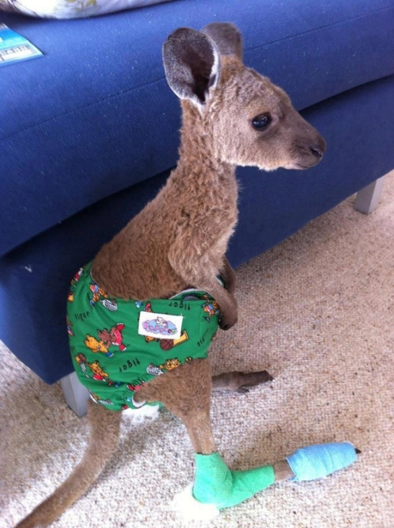 I was gonna try and tie this picture in to the review, but it is a god damn baby kangaroo. Joey so hard.