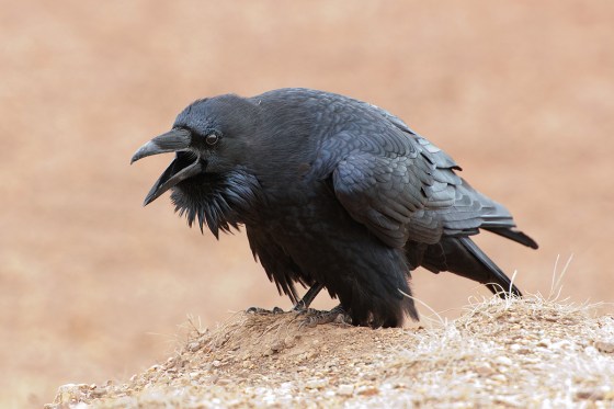 I didn't want to review this. Now a bunch of ISOs will go up, offering Jai Alai, ruining shit for everyone. Sorry Chadquest