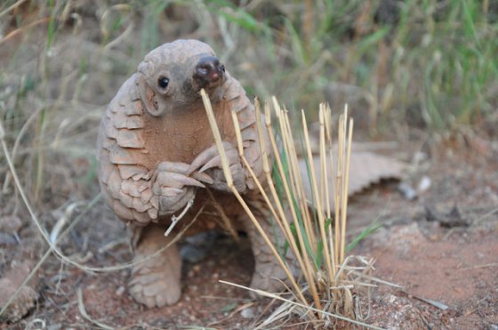 If you donate $10,000 to my horrible anuswater startup you will receive one baby Pangolin.