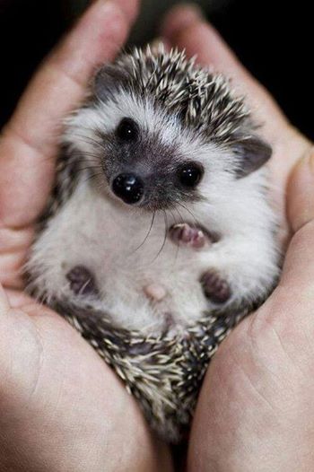 Every time you post a photo of a barleywine, a brewer stomps on a baby hedgehog.  Post wisely.