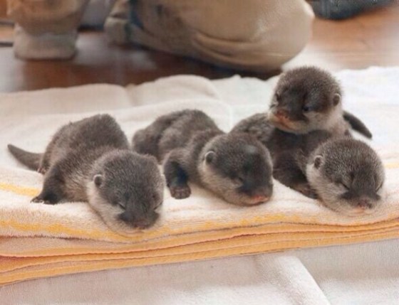 you could complain about shit, or you can look at this pic of baby otters. choice is yours.