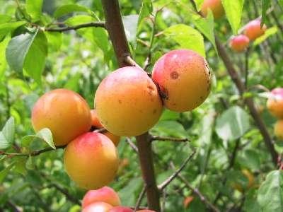 peach pears plums I am inches